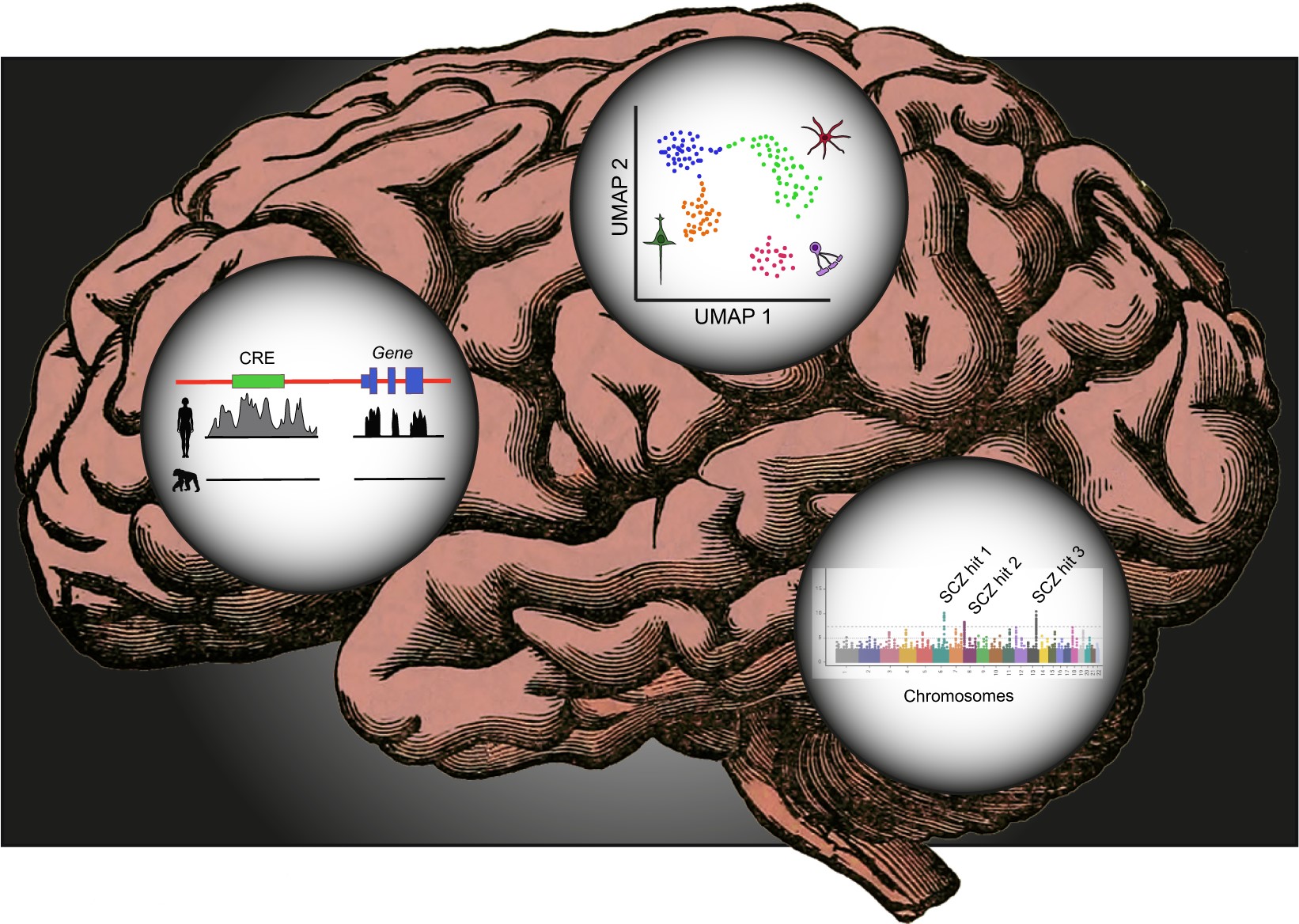 neurogenomics